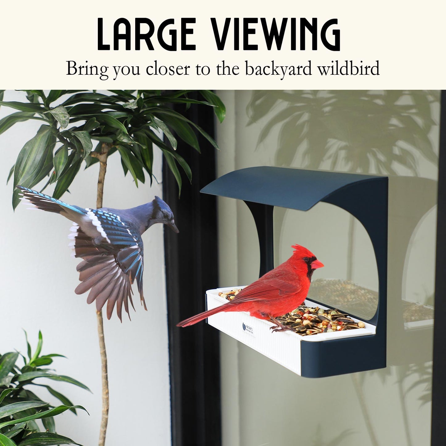 Window Bird Feeder Series - Blue Jay Wonder0701